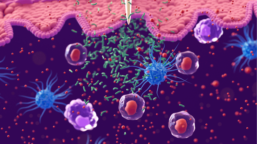 Immune System: Macrophages, Dendritic Cells, and White Blood Cells