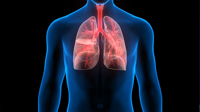 3D-Darstellung von Lungen