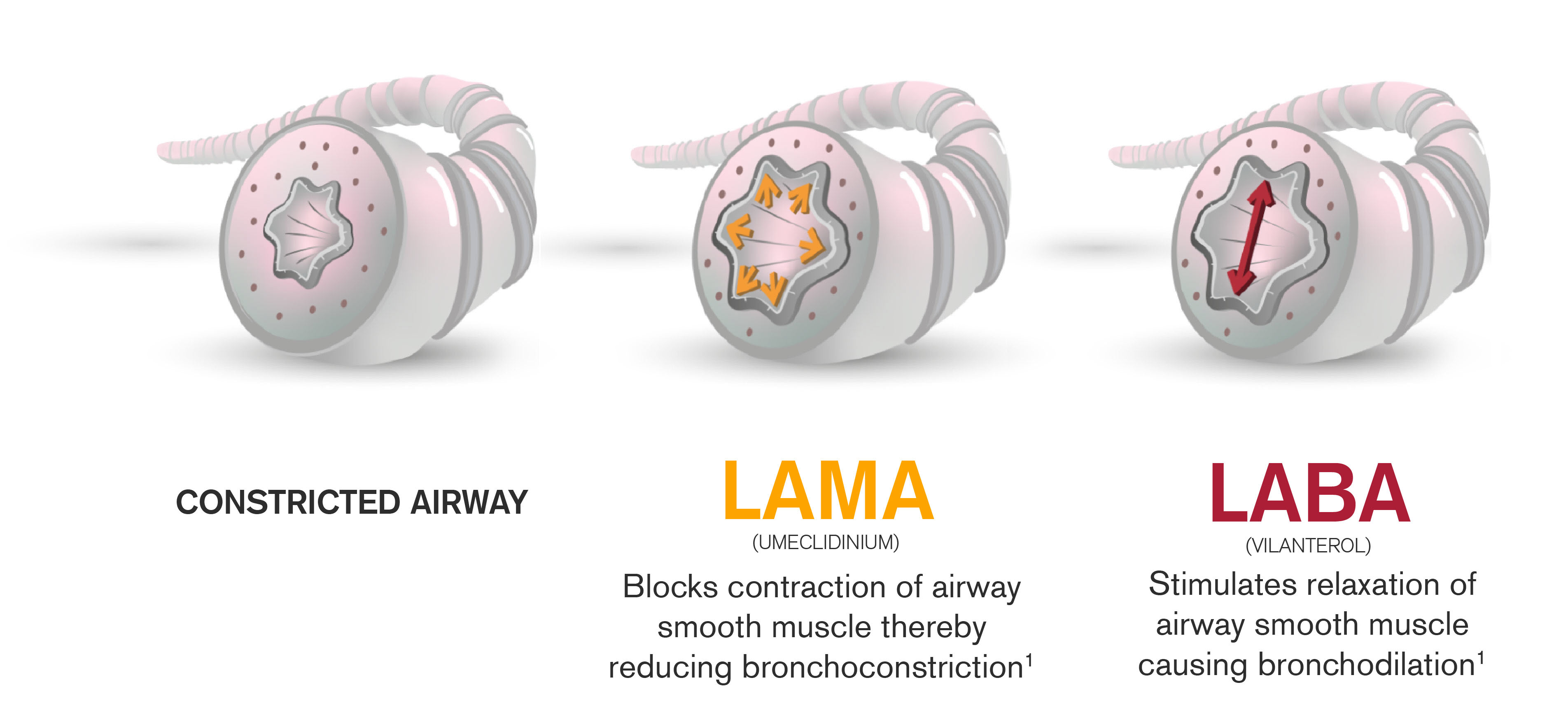 bronchodilator lama laba